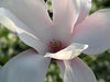 Spring at Pepsico : Spring blooms at Pepsico, in Harrison, NY