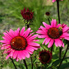djohnstons > The Highline photo